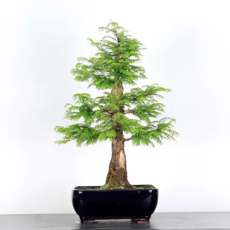 Bonsai METASEQUOIA ME-1-4