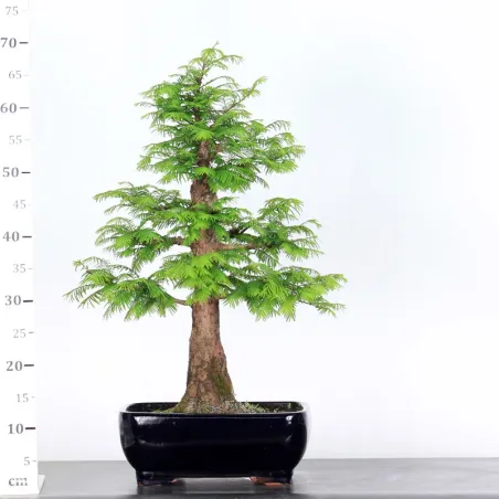 image supplémentaire - METASEQUOIA ME-1-4