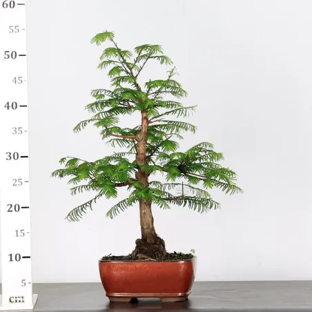 image supplémentaire - METASEQUOIA ME-1-5