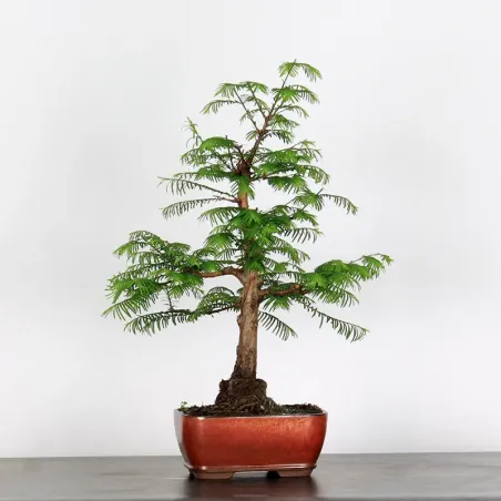 Bonsai METASEQUOIA ME-1-5