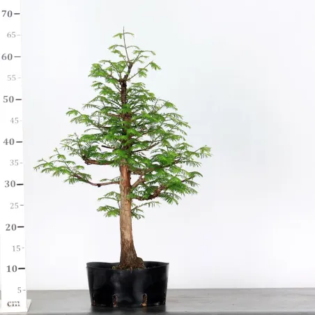 image supplémentaire - METASEQUOIA ME-1-6