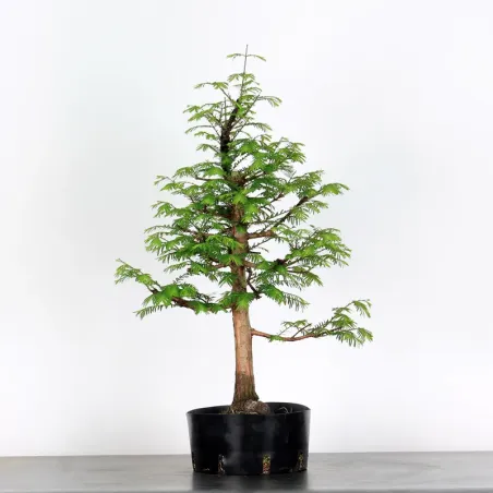 Bonsai METASEQUOIA ME-1-6