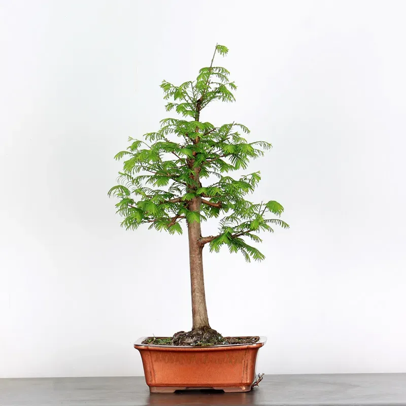 Bonsai METASEQUAOI ME-1-7