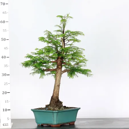 image supplémentaire - METASEQUOIA ME-1-10