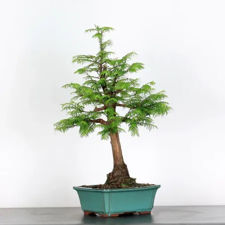 Bonsai METASEQUOIA ME-1-10