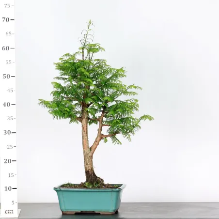 image supplémentaire - METASEQUOIA ME-1-11