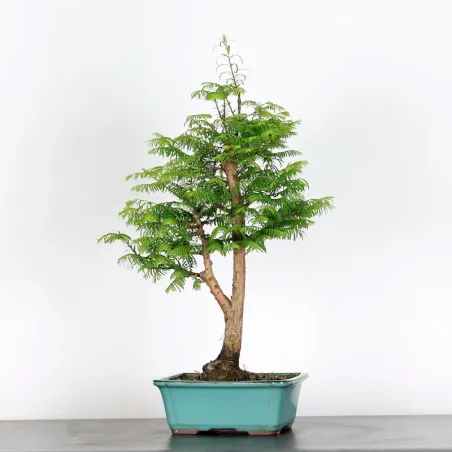 METASEQUOIA ME-1-11