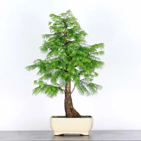METASEQUOIA ME-1-12