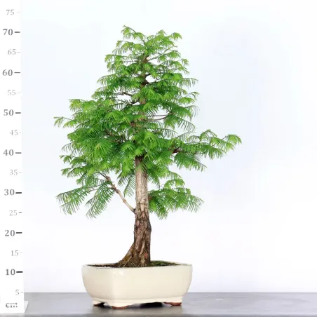 image supplémentaire - METASEQUOIA ME-1-12