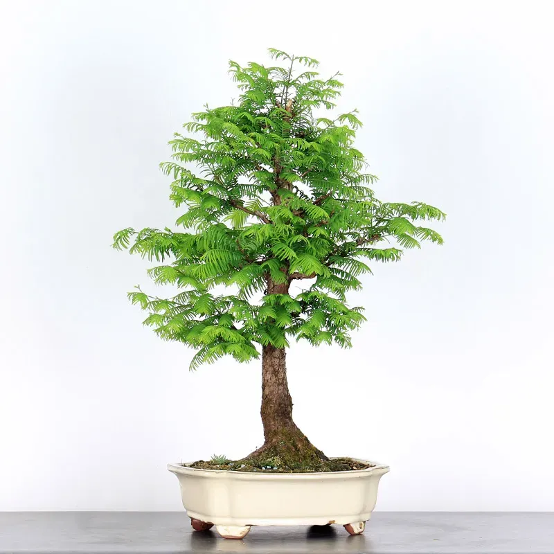 Bonsai Metasequoia ME-2-1