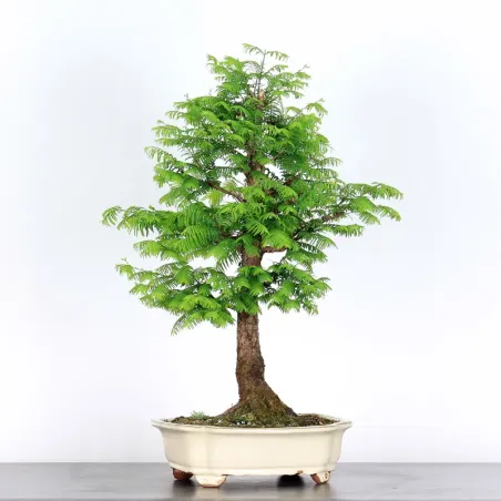 Bonsai Metasequoia ME-2-1