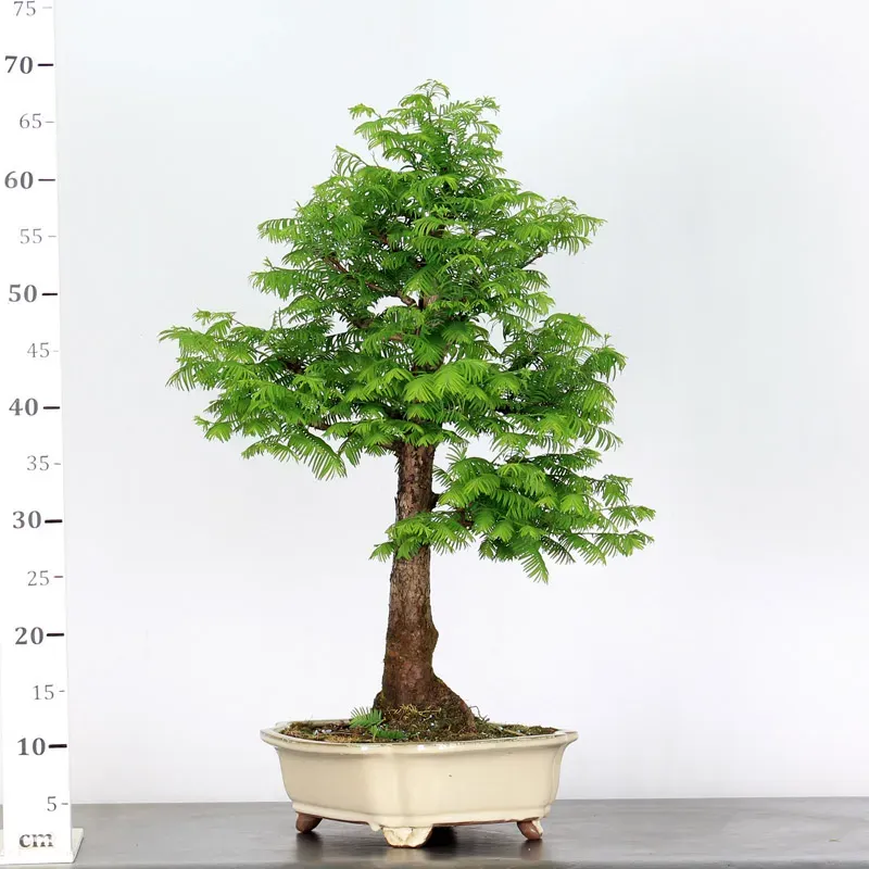 image supplémentaire - METASEQUOIA ME-2-1