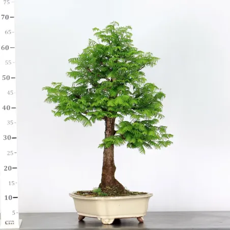 image supplémentaire - METASEQUOIA ME-2-1