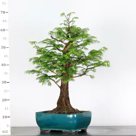 image supplémentaire - METASEQUOIA ME-3-3