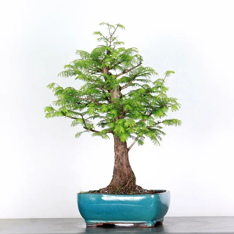 METASEQUOIA ME-3-3