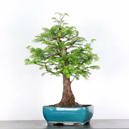 METASEQUOIA ME-3-3