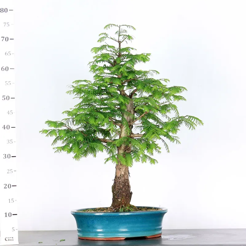 image supplémentaire - METASEQUOIA ME-3-4