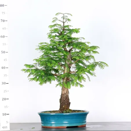 image supplémentaire - METASEQUOIA ME-3-4