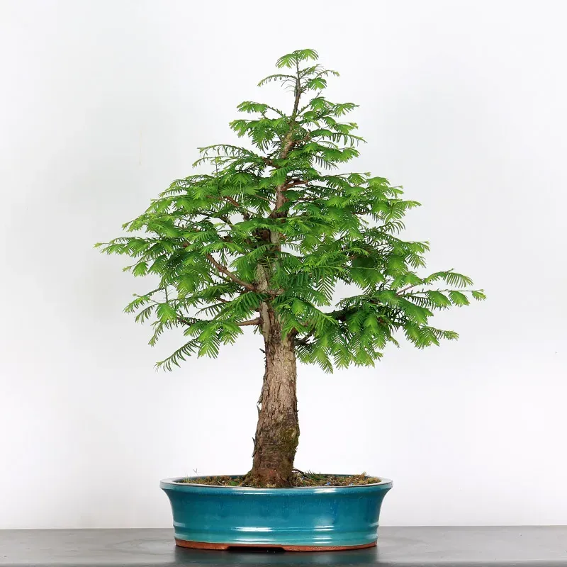 METASEQUOIA ME-3-4