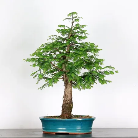 METASEQUOIA ME-3-4