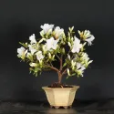 AZALÉE JAPONAISE "REPETITA WHITE" 2-5