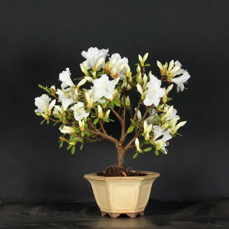 JAPANESE AZALEA "REPETITA WHITE" 2-5