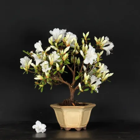 image supplémentaire - BONSAI AZALÉE JAPONAISE  2-5