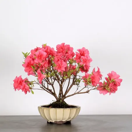 JAPANESE AZALEA "ROSA KING" 2-6
