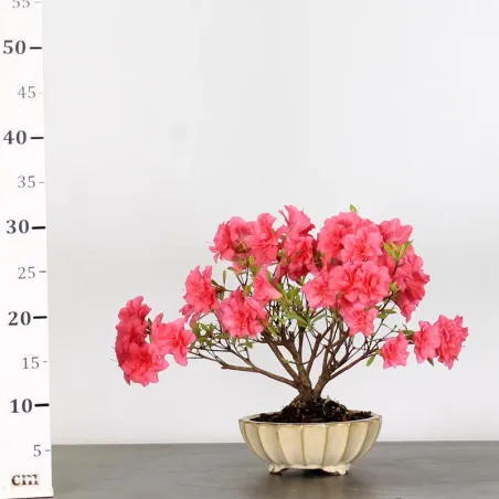 image supplémentaire - JAPANESE AZALEA "ROSA KING"...