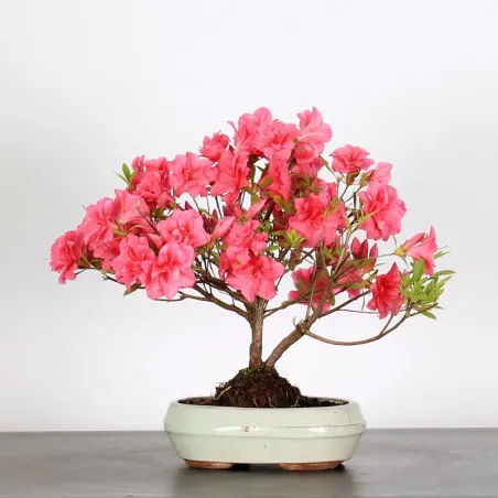 JAPANESE AZALEA "ROSA KING" 2-7