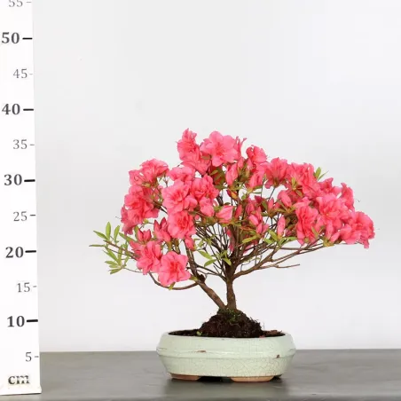 image supplémentaire - JAPANESE AZALEA "ROSA KING"...