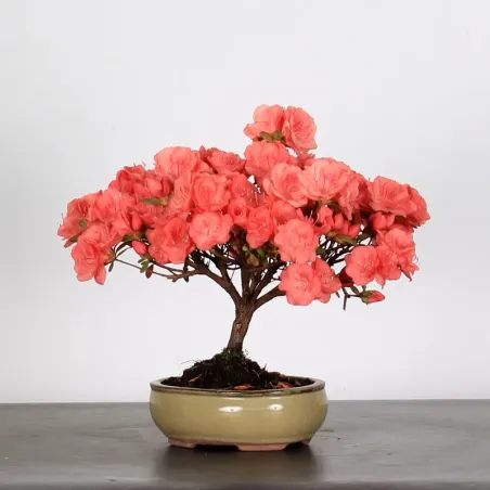 JAPANESE AZALEA "FLASH DANCE SALMON" 2-8