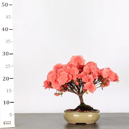 image supplémentaire - JAPANESE AZALEA "FLASH...