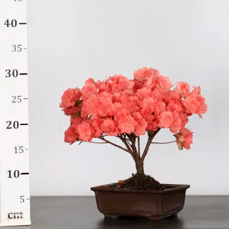 image supplémentaire - JAPANESE AZALEA "FLASH...