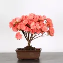 Azalée Japonaise "FLASH DANCE SALMON" 2-9