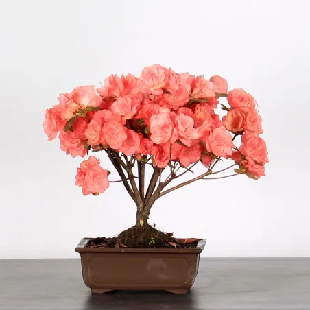 JAPANESE AZALEA "FLASH DANCE SALMON" 2-9