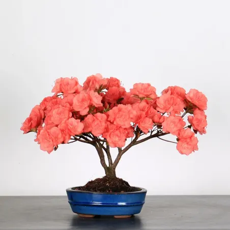 Azalée Japonaise "FLASH DANCE SALMON" 2-10