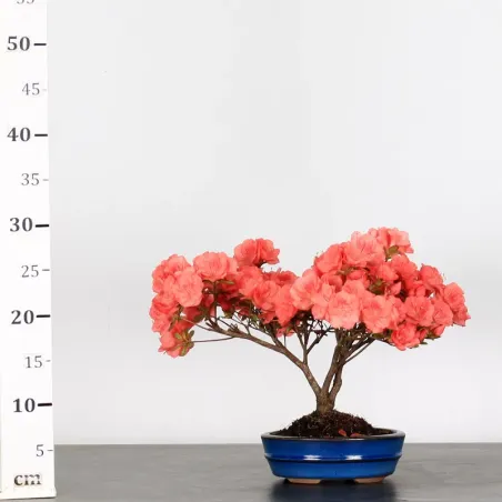 image supplémentaire - JAPANESE AZALEA "FLASH...