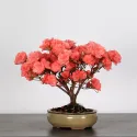 BONSAI AZALÉE JAPONAISE 2-11