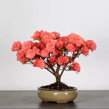 JAPANESE AZALEA "FLASH DANCE SALMON"  2-11