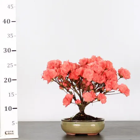image supplémentaire - JAPANESE AZALEA "FLASH...