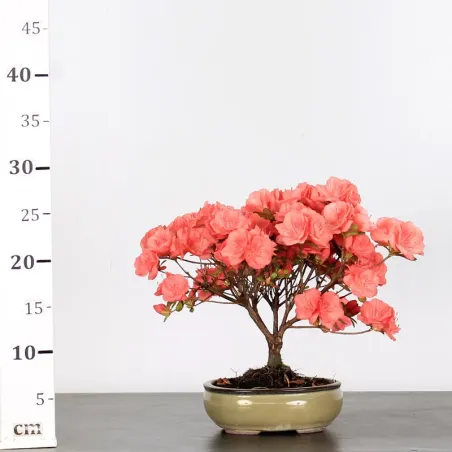 image supplémentaire - JAPANESE AZALEA "FLASH...