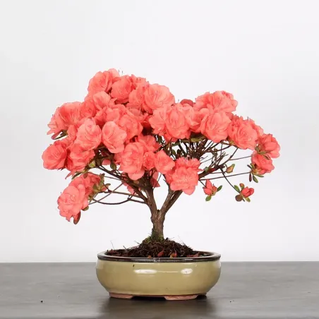 JAPANESE AZALEA "FLASH DANCE SALMON" 2-12