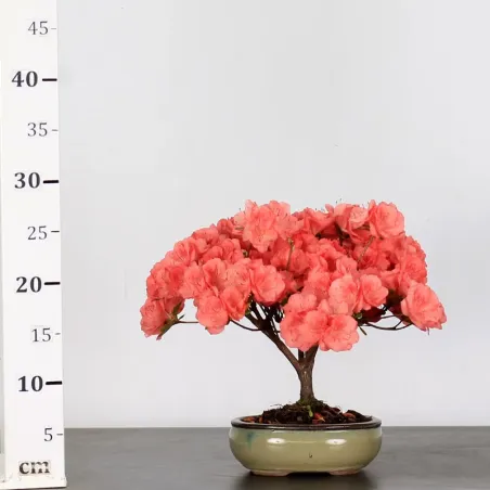 image supplémentaire - JAPANESE AZALEA "FLASH...