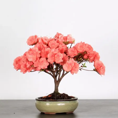 JAPANESE AZALEA "FLASH DANCE SALMON" 2-13