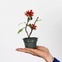 COGNASSIER DU JAPON "CHAENOMELES JAPONICA" 1-1
