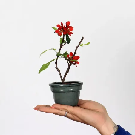 CHAENOMELES JAPONICA 1-1
