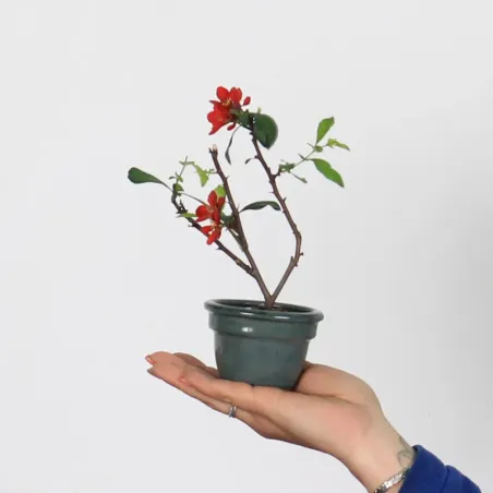 image supplémentaire - CHAENOMELES JAPONICA 1-1