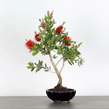 BONSAI CALLISTEMON 1-2
