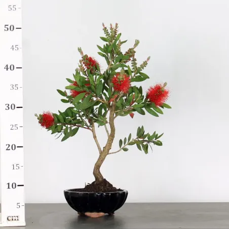 image supplémentaire - BONSAI CALLISTEMON 1-2